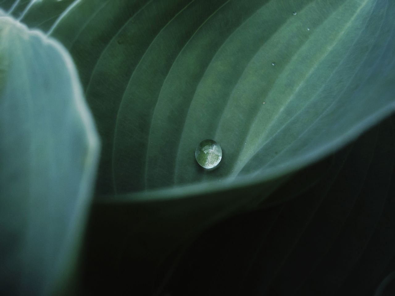 a single dewdrop rests delicately on a green leaf capturing the beauty