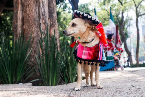 Free A Chihuahua in a colorful sombrero and poncho, standing outdoors with trees in the background. Stock Photo
