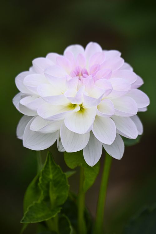 Free A vibrant close-up of a white dahlia flower with delicate petals in a garden setting. Stock Photo