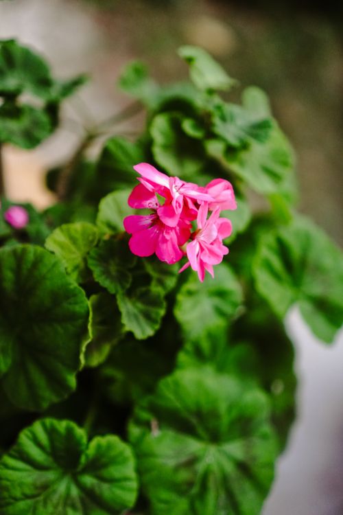 Free Close-up of blooming pink geranium flowers with lush green leaves outdoors. Stock Photo