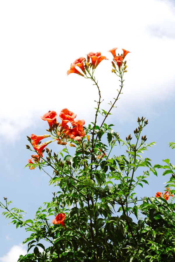 Orange flowers in bloom — photo by İrem Yılmaztürk on Pexels