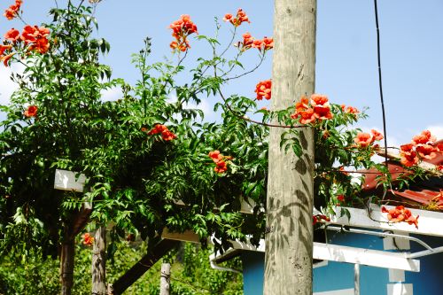 Free stock photo of blooms, outdoor floral Stock Photo