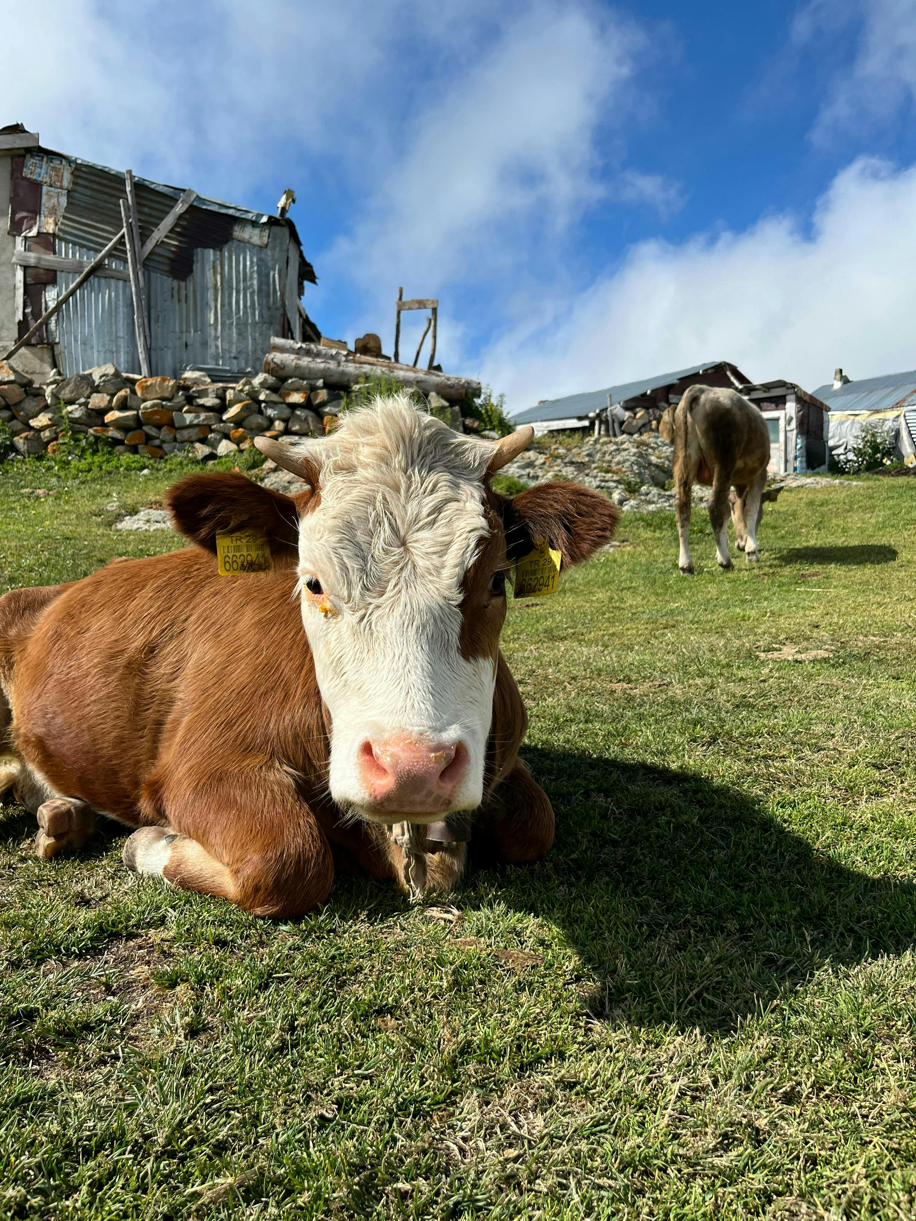 免費 一頭寧靜的乳牛在長滿草的山丘上悠閒地休息，背景則是鄉村風格的建築。 圖庫相片