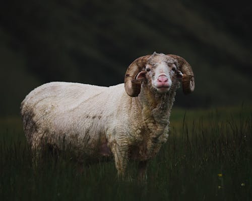 White and Brown Sheep