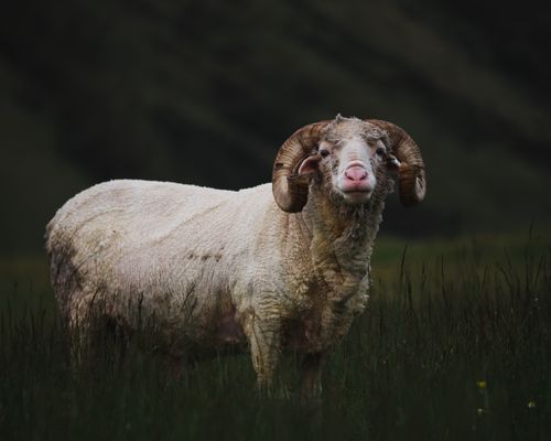Free Close-up of a robust ram with large horns, grazing in lush New Zealand fields. Stock Photo
