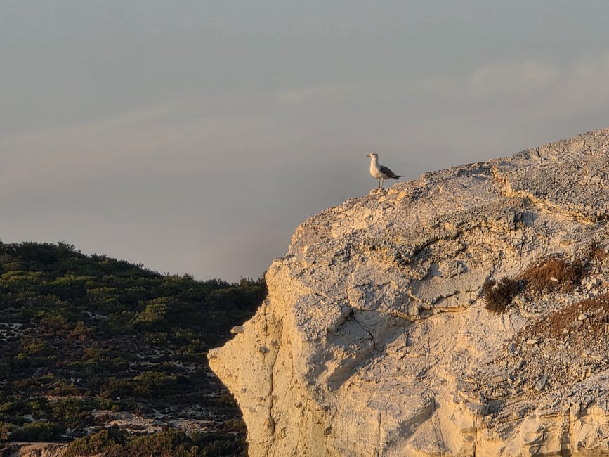 Uma gaivota está em um penhasco rochoso, observando uma paisagem verdejante ao pôr do sol.