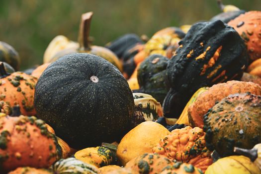 Colorful assortment of pumpkins and gourds captured in a vivid autumn setting, showcasing the beauty of nature's harvest.