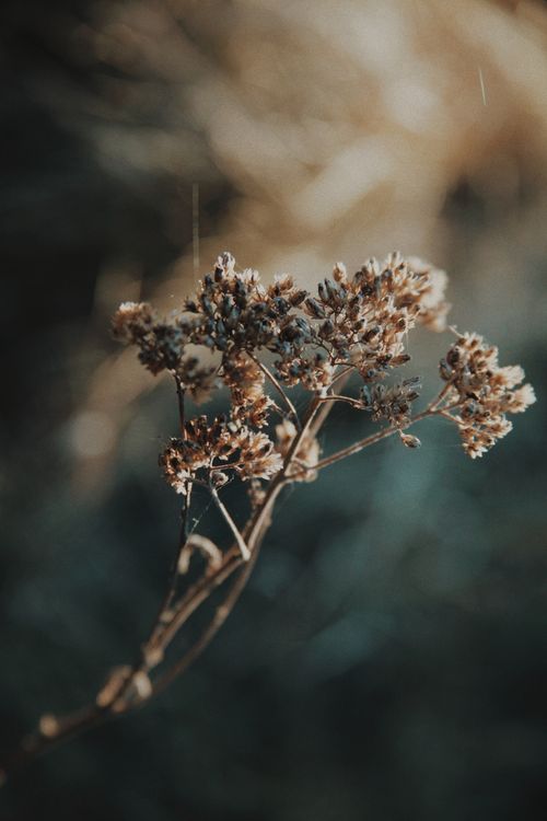Free Artistic close-up of dried flowers captured with serene, muted tones and soft focus. Stock Photo