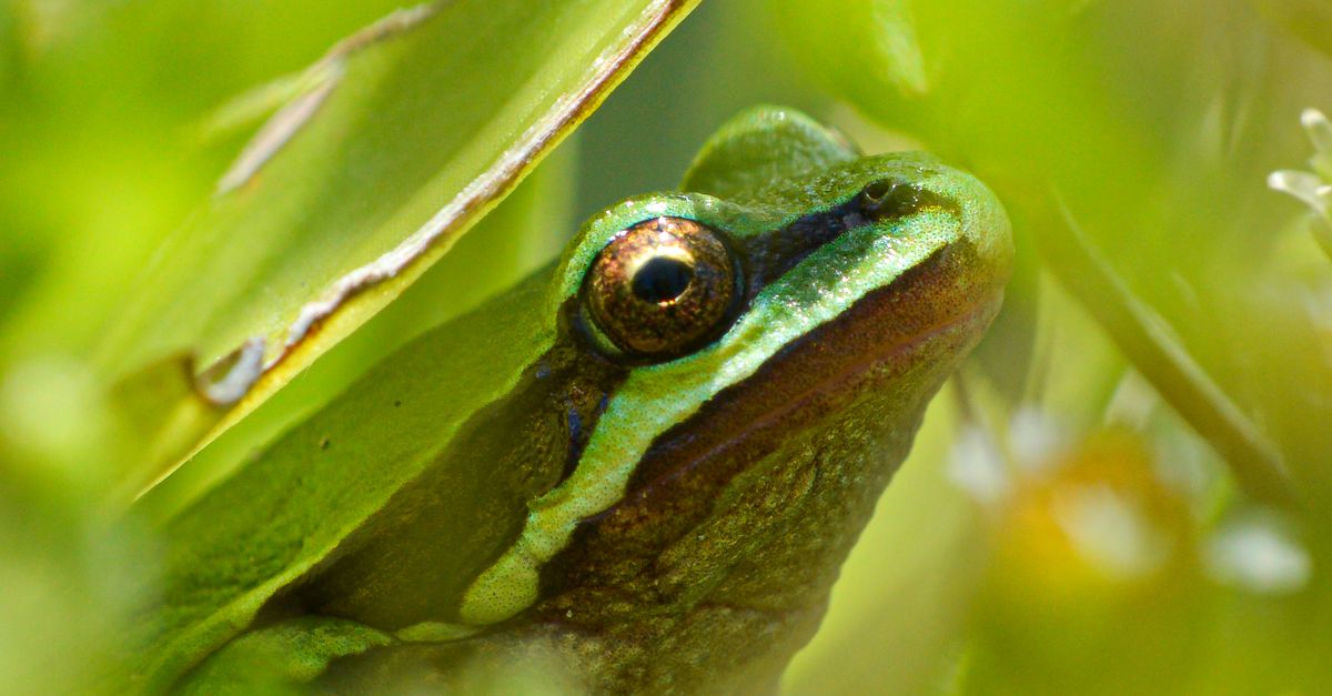 Las 10 capacidades biológicas más sorprendentes que tienen algunos animales Las 10 capacidades biológicas más sorprendentes que tienen algunos animales