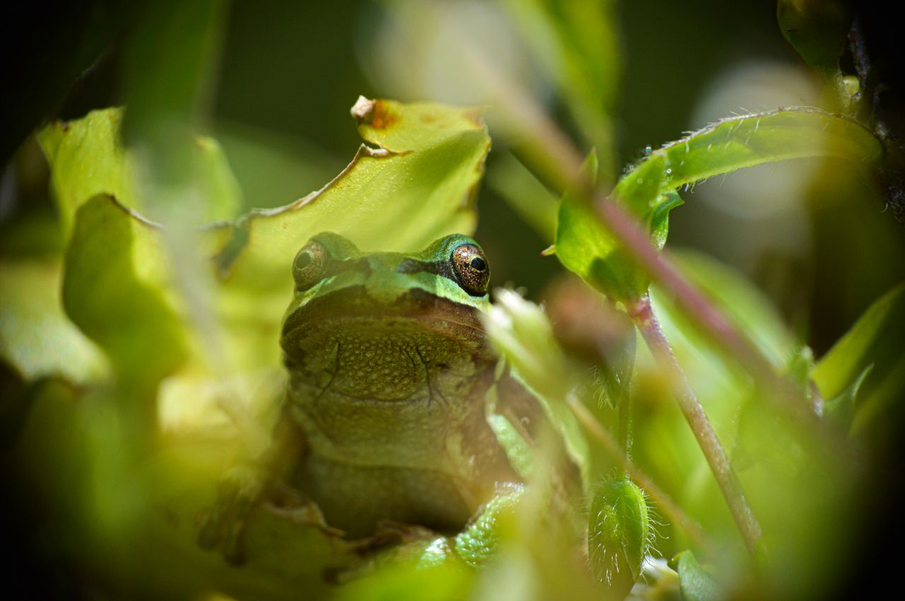 macro shot of a green frog camouflaged among leaves in toluca
