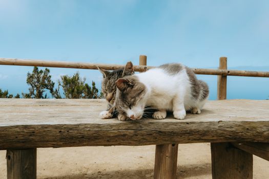 Two cats resting on a wooden bench in Vallehermoso, capturing serene island life.