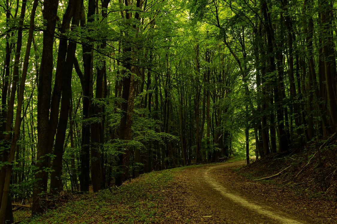 Serene Forest Pathway with Lush Greenery · Free Stock Photo