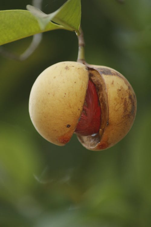 Foto profissional grátis de alimentação, alimento, amarelo