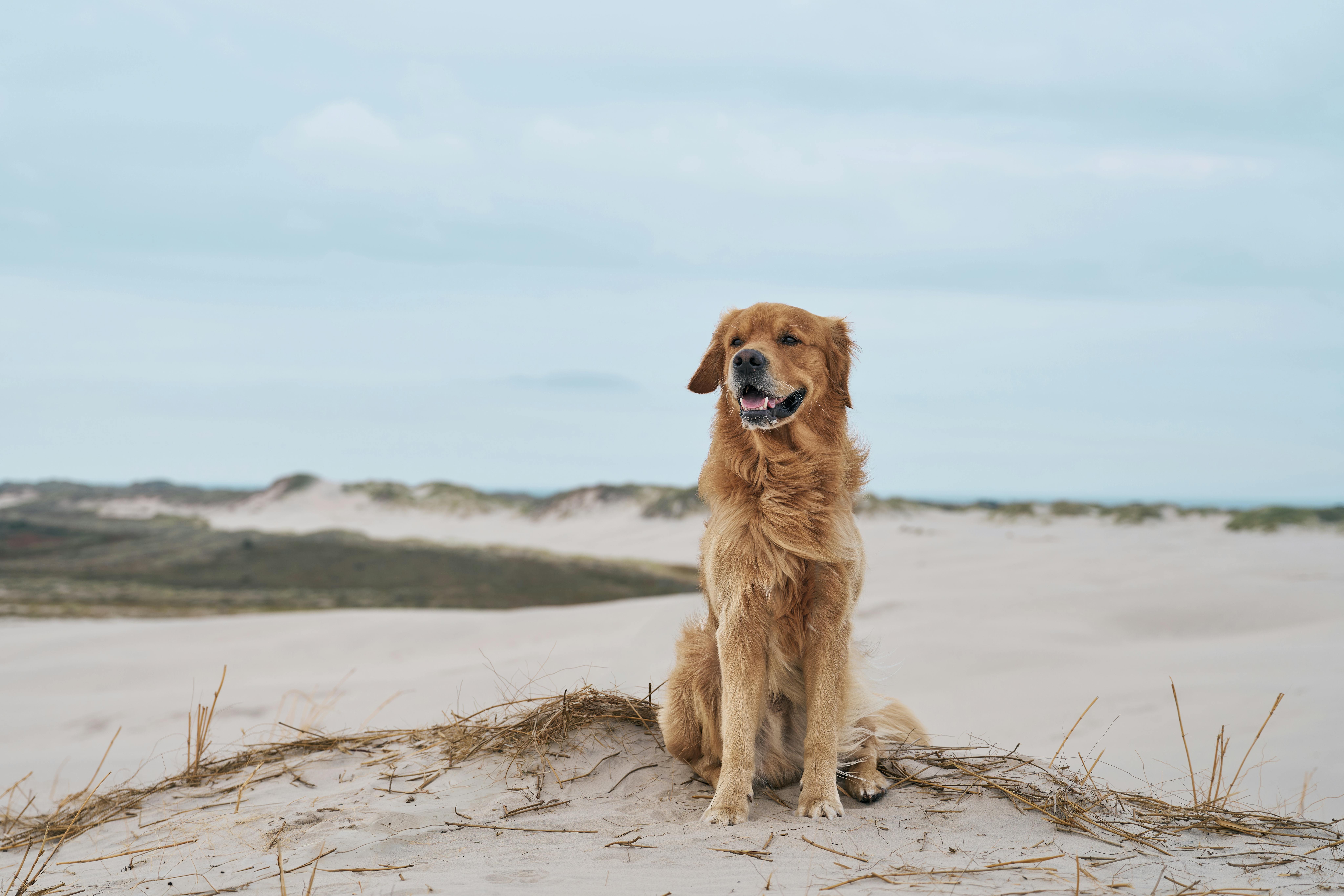 Golden Retriever sitting on picturesque sand dunes in Skagen, Denmark.