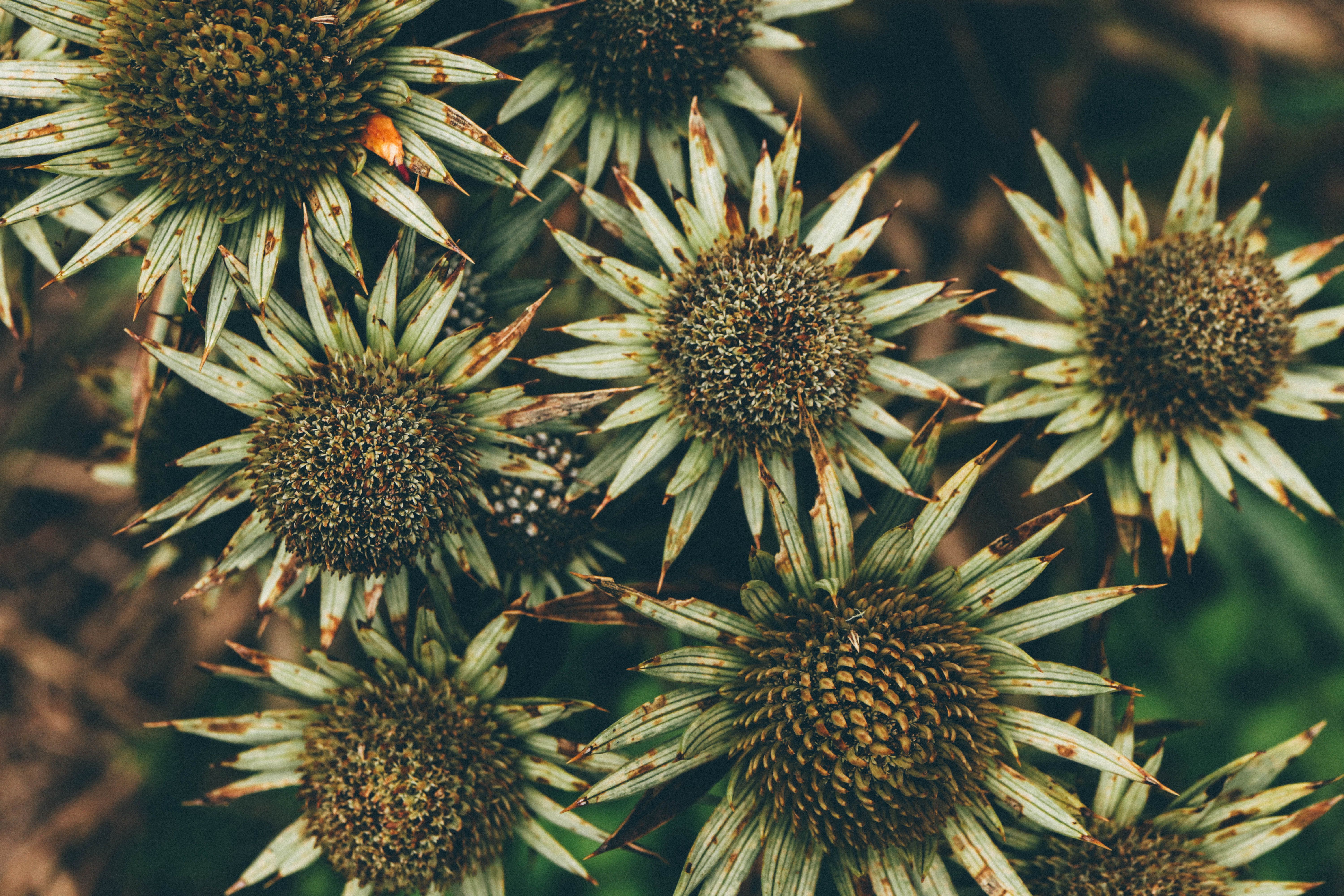 Close-Up of Dried Spiky Flowers in Nature · Free Stock Photo