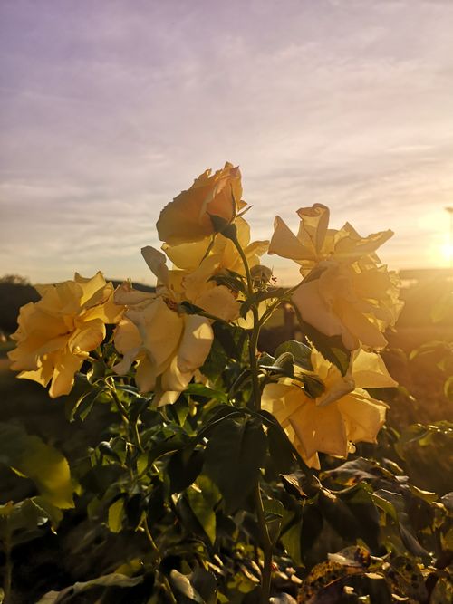 Free Gelbe Rosen  Stock Photo