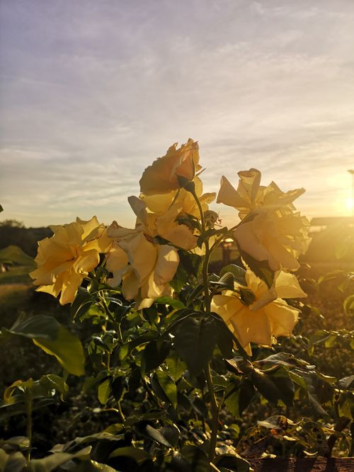 Free Gelbe Rosen  Stock Photo