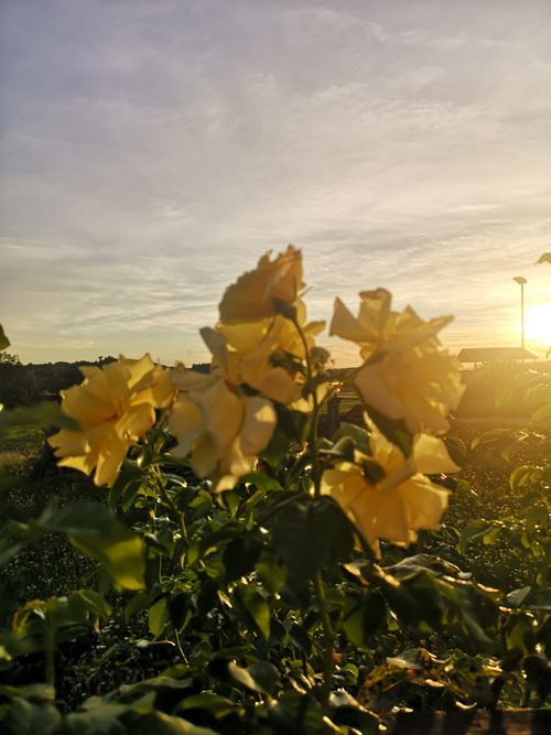 Free Gelbe Rosen  Stock Photo
