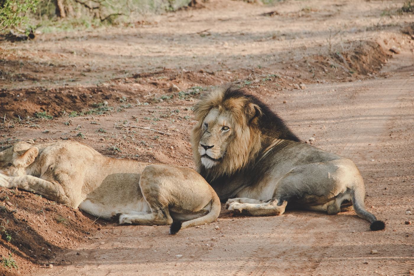 A pair of lions resting on a dirt track during a safari game drive in the South African bush