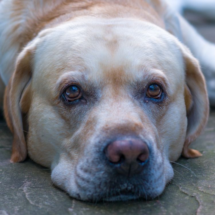 Sad Lab Close-up Portrait of a Sad Labrador Retriever · Free Stock Photo