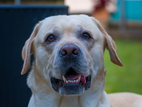 Close-up of a Labrador Retriever · Free Stock Photo