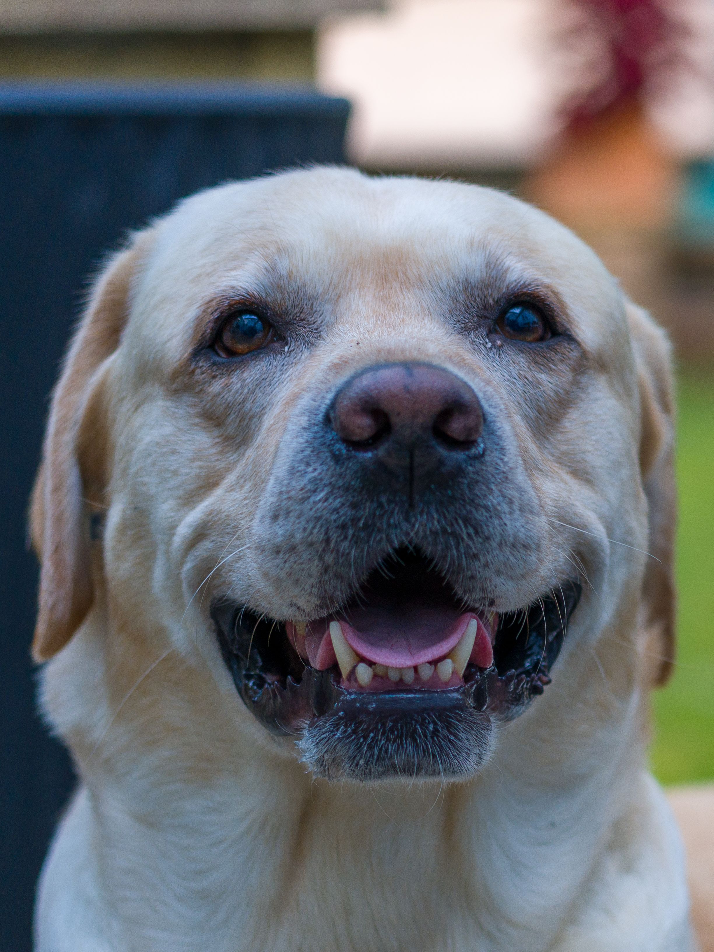 Close-up Portrait of a Happy Labrador Retriever · Free Stock Photo
