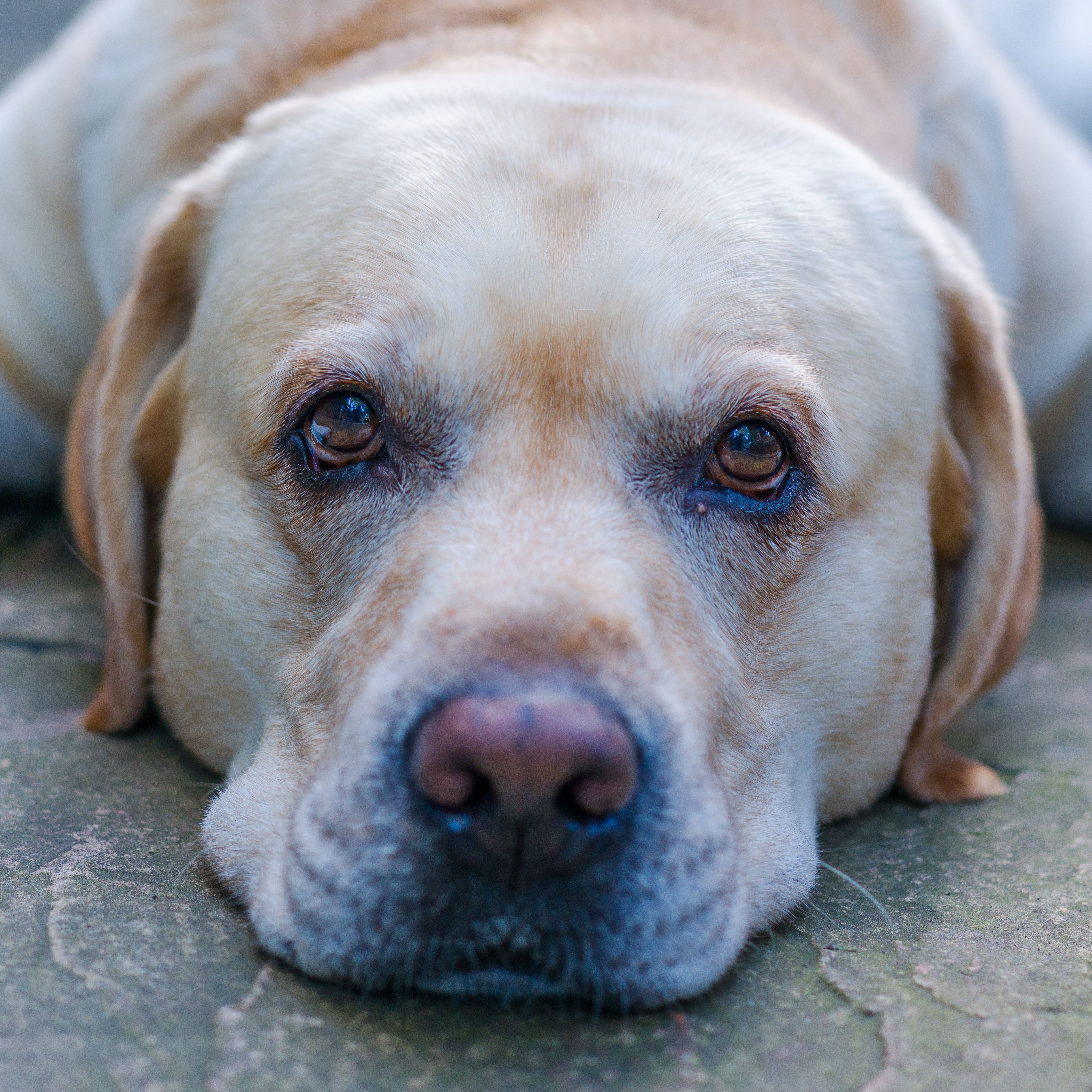 Loyal Dogs Photos, Download The BEST Free Loyal Dogs Stock Photos