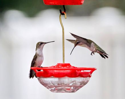 Two hummingbirds feeding at a red feeder in Athens, Alabama.
