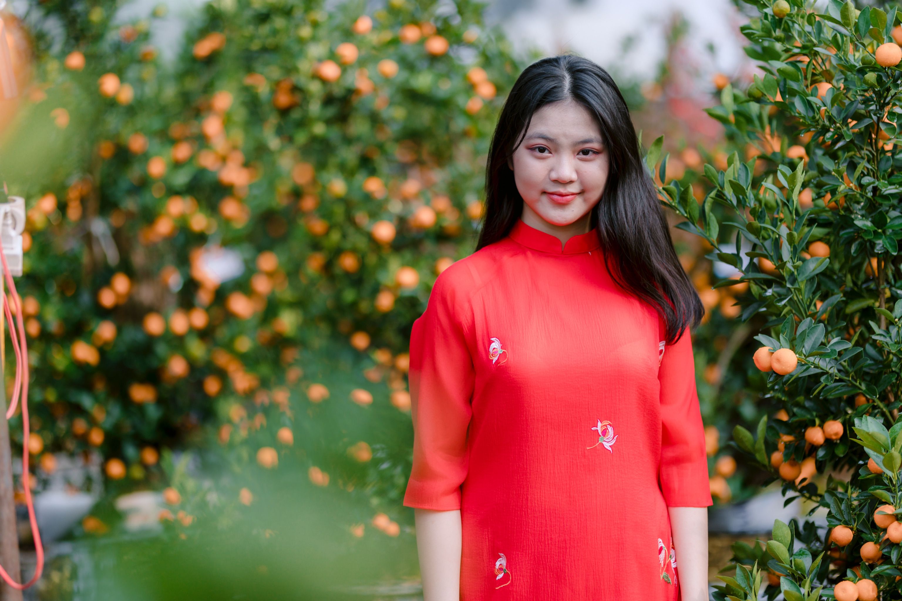 Young Woman in Red Traditional Dress with Orange Trees · Free Stock Photo