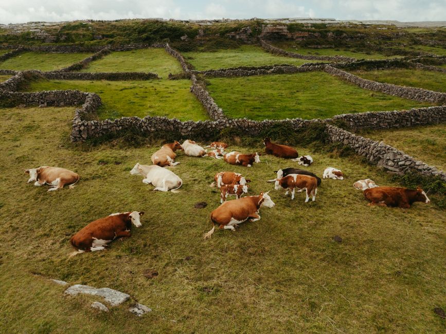 Drone shot of cows in stone-walled pastures in County Clare, Ireland. Drone shot of cows in stone-walled pastures in County Clare, Ireland.
