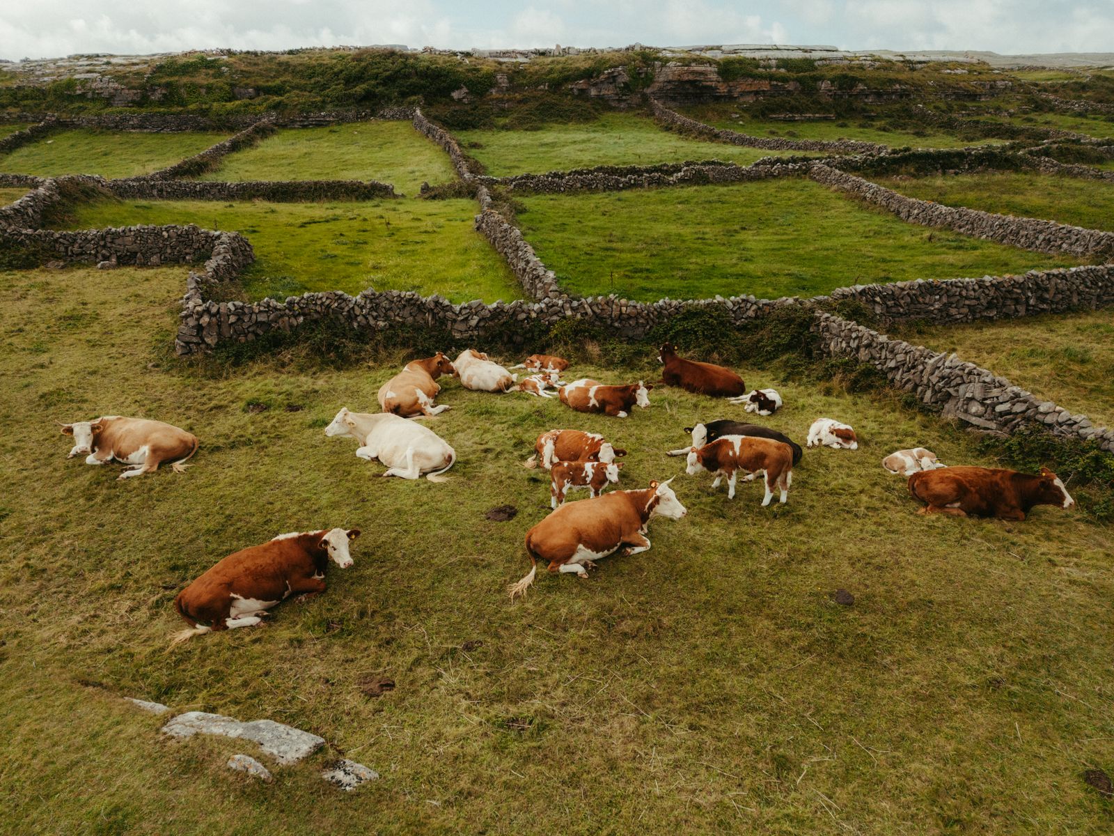 Cows in stone-walled pastures in County Clare