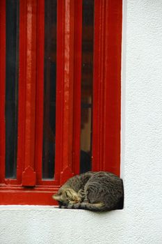 A cute tabby cat peacefully sleeping on a windowsill against a vibrant red window, creating a cozy scene.