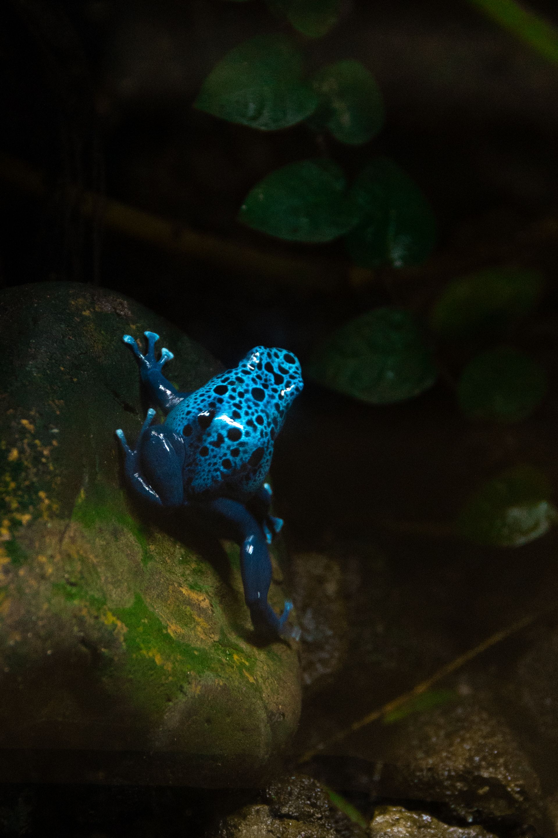 Blue Dart Frog on Rock in Natural Habitat · Free Stock Photo