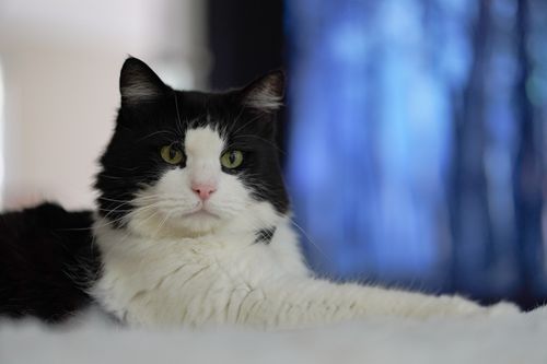 Free Close-up of a black and white cat lying down indoors with a soft focus background. Stock Photo