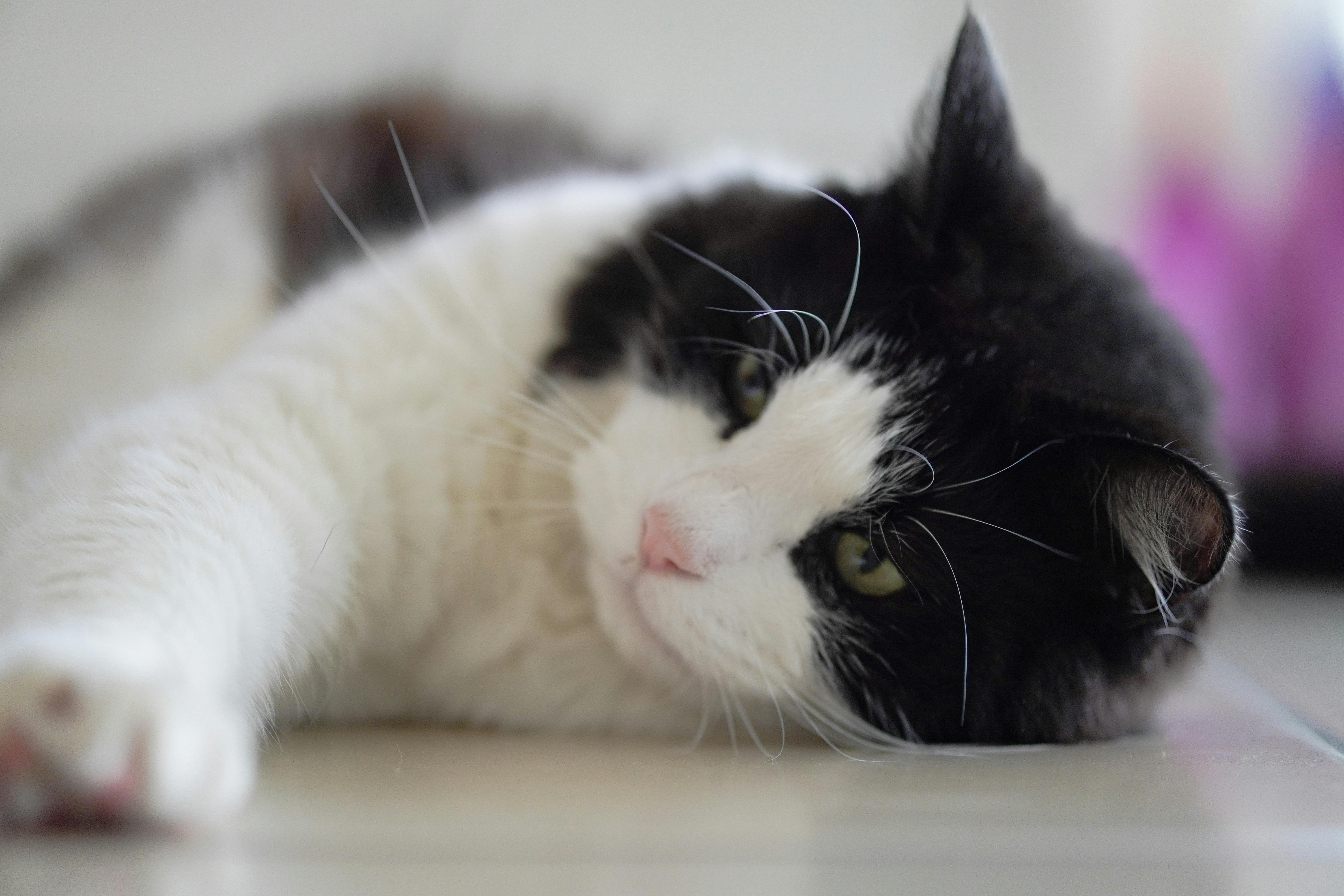 pet care, pet health, pet safety, pet grooming — Photo by Paul on Pexels