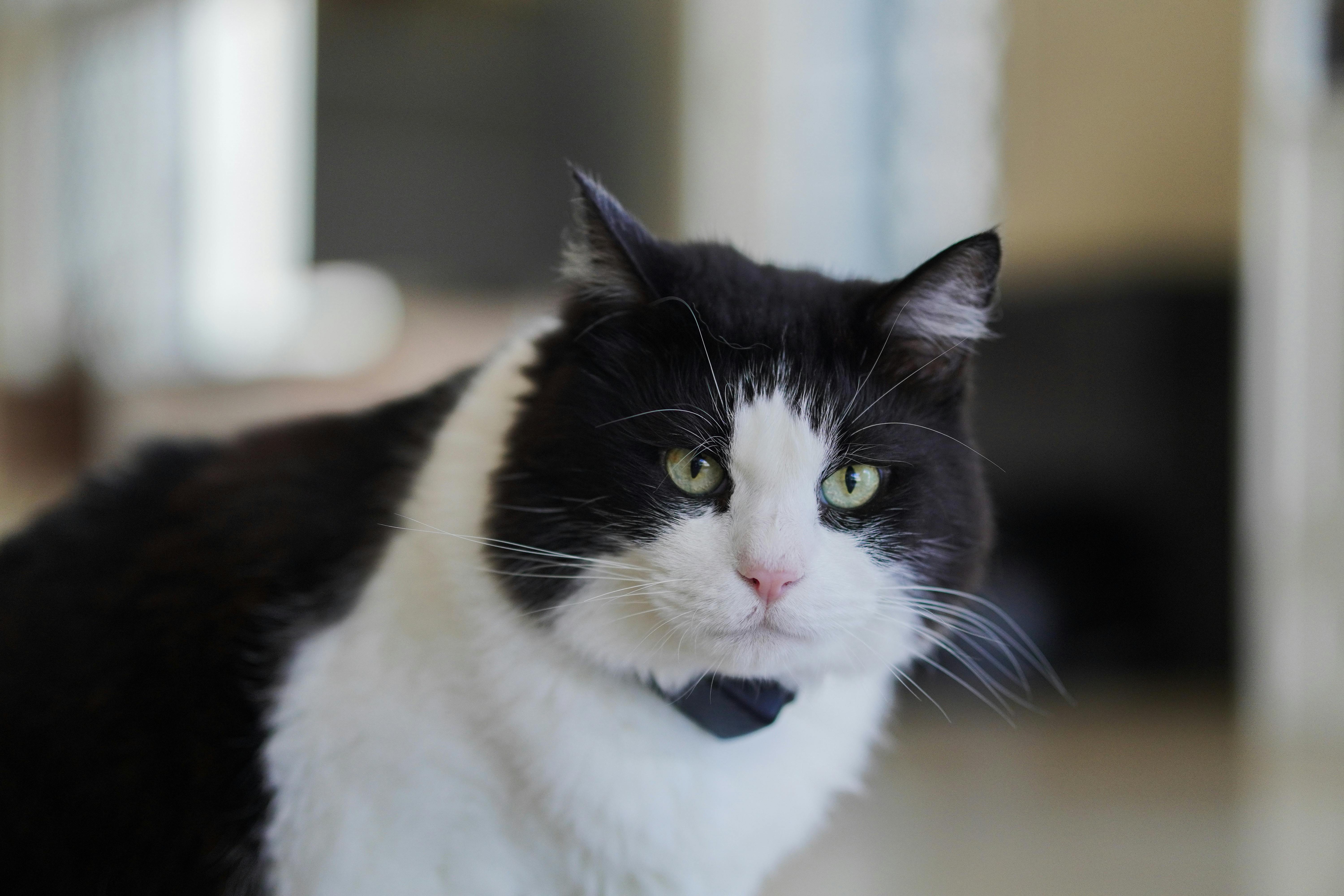pet insurance pet health costs — Photo by Paul on Pexels