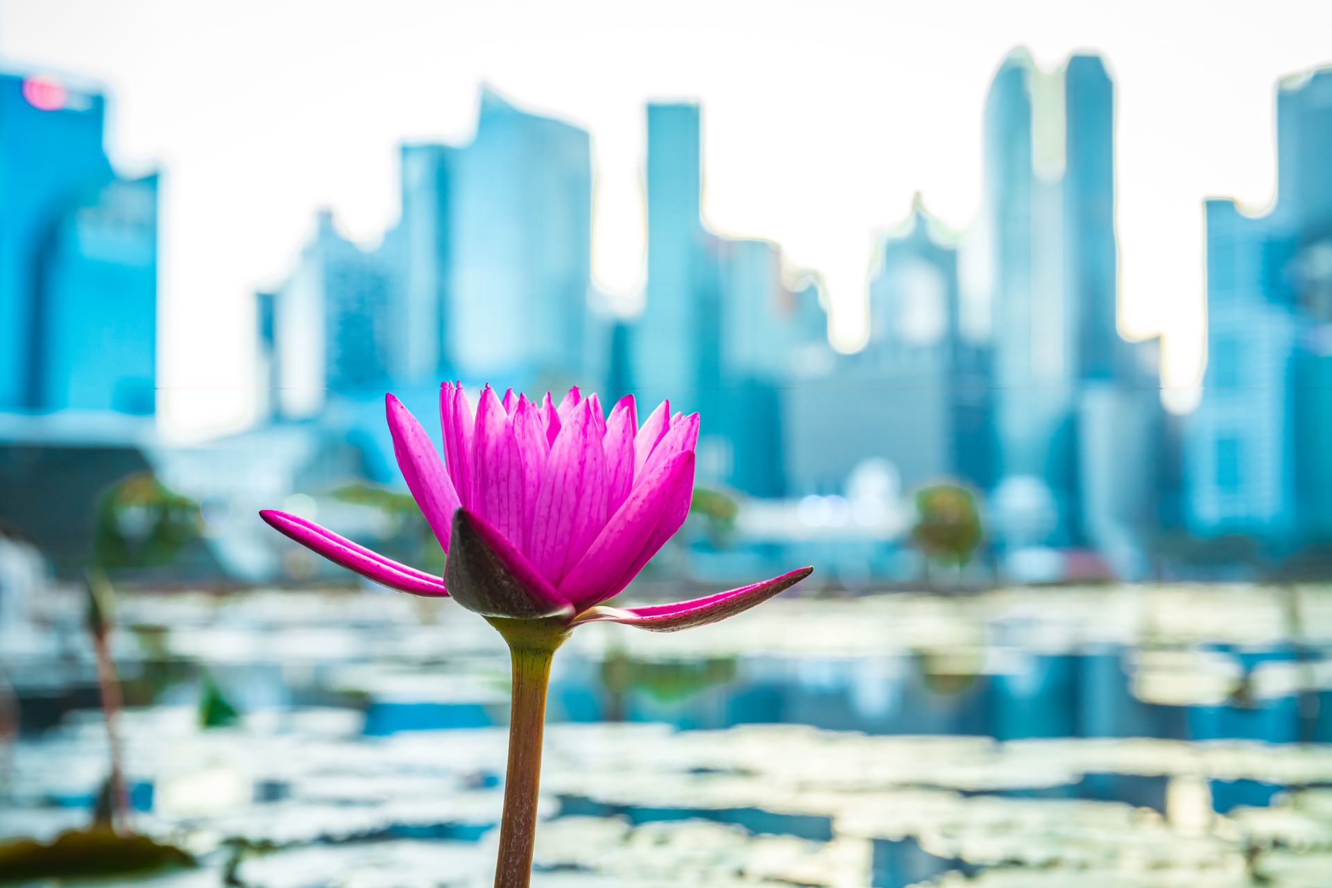 Close-up of a pink water lily against the backdrop of Singapore's modern skyline, capturing a blend of nature and urban life.