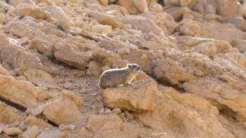 Free A rock hyrax sits on a rocky slope in Israel, showcasing its natural habitat. Stock Photo