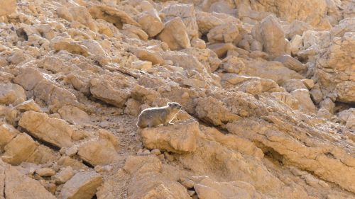Free A rock hyrax sits on sunlit rocky terrain, blending seamlessly with the desert landscape in Israel. Stock Photo