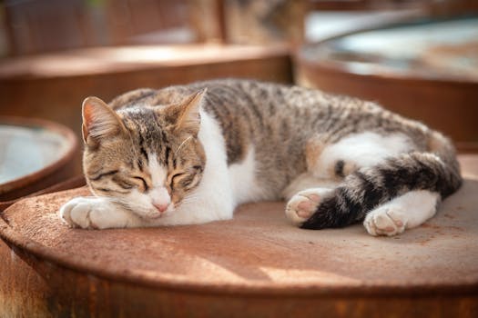 Close-up of a tranquil cat sleeping on a sunlit surface in Costa Rica.