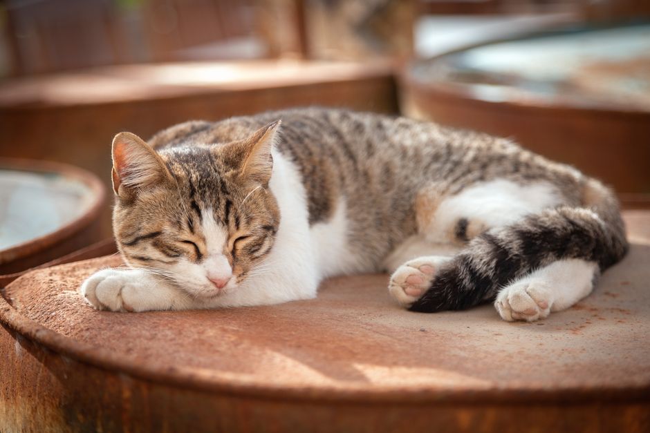 Close-up of a tranquil cat sleeping on a sunlit surface in Costa Rica.