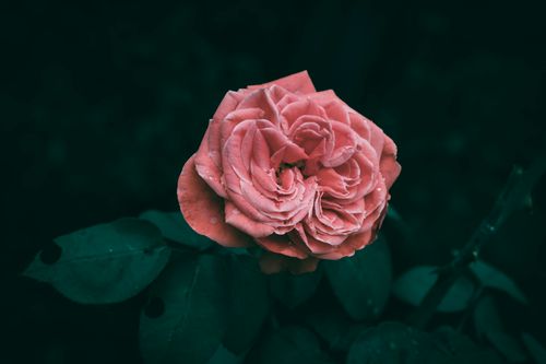 Free A vibrant pink rose with dew drops against a dark green background, showcasing its natural beauty. Stock Photo