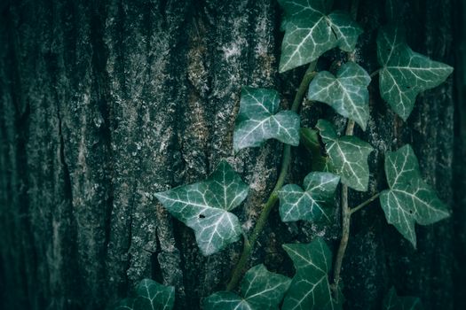 Detailed close-up of ivy leaves growing on textured tree bark, showcasing natural greenery.