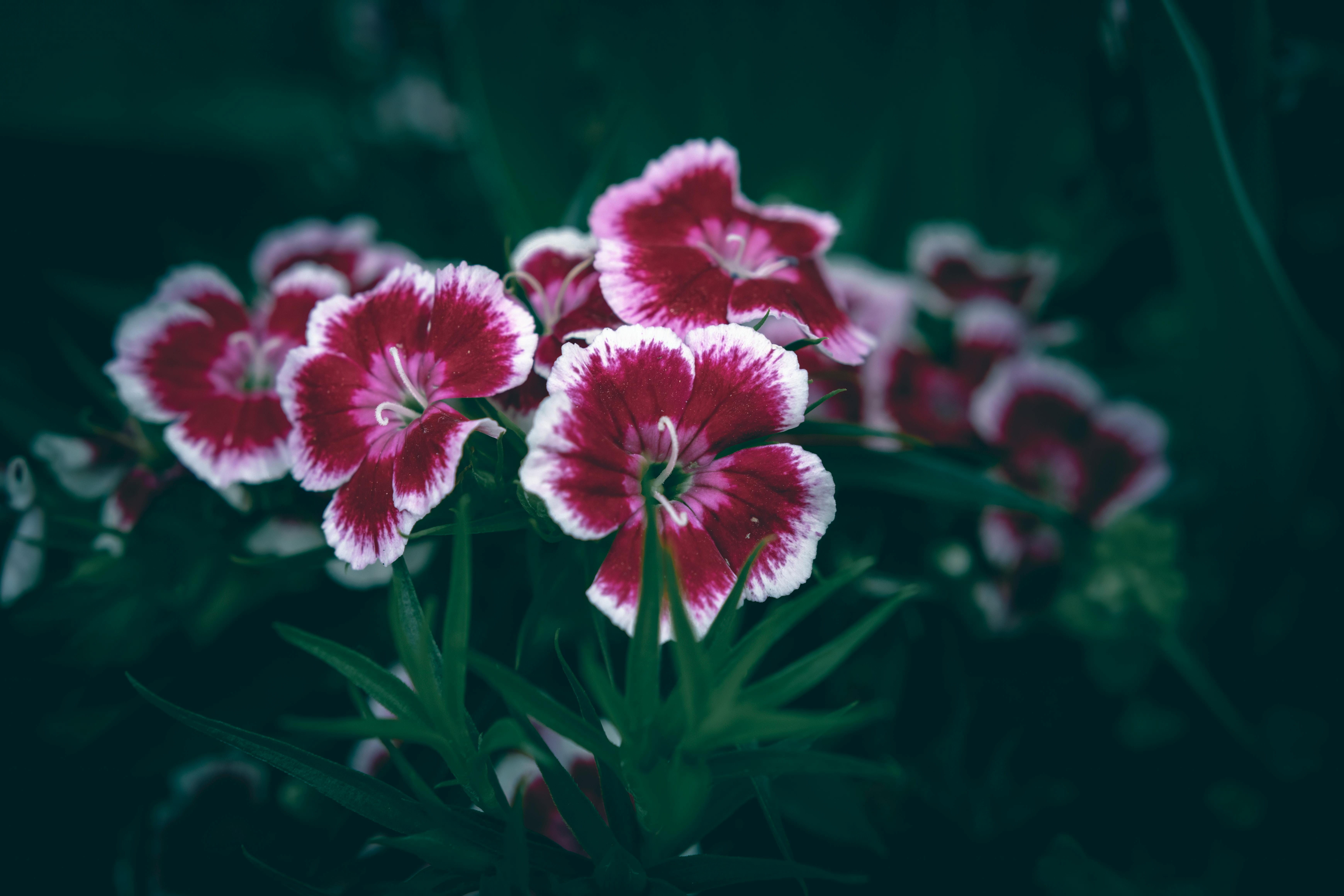 Close-up of vibrant magenta Sweet William flowers with white edges in a garden setting.