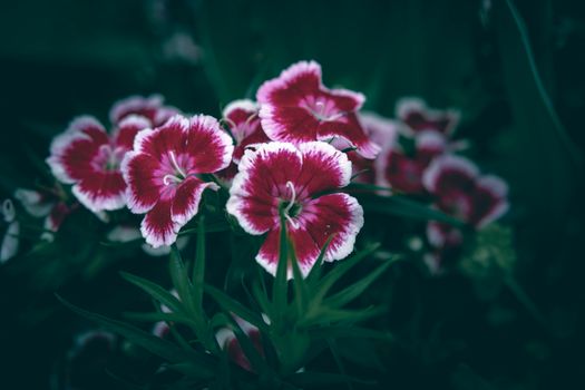 Close-up of vibrant magenta Sweet William flowers with white edges in a garden setting.