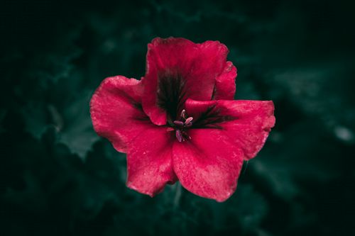 Free Close-up of a vibrant red geranium flower with deep green leaves in the background. Stock Photo