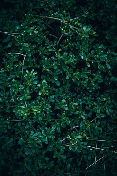 One of the Most Potassium-Rich Foods on Earth Is a Weed You've Probably Been Pulling Out of Your Garden
