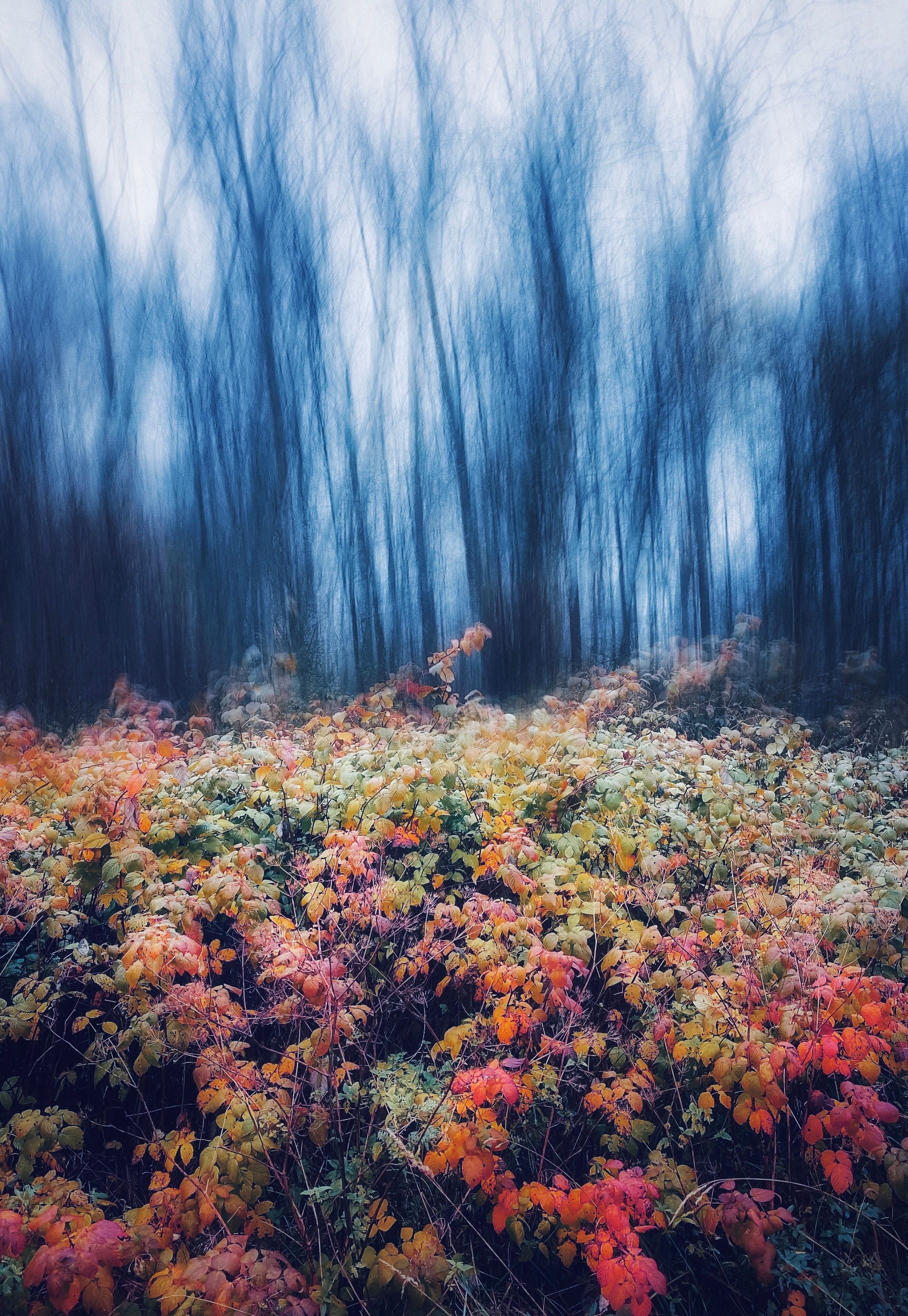 Vibrant Autumn Forest Landscape with Colorful Foliage · Free Stock Photo