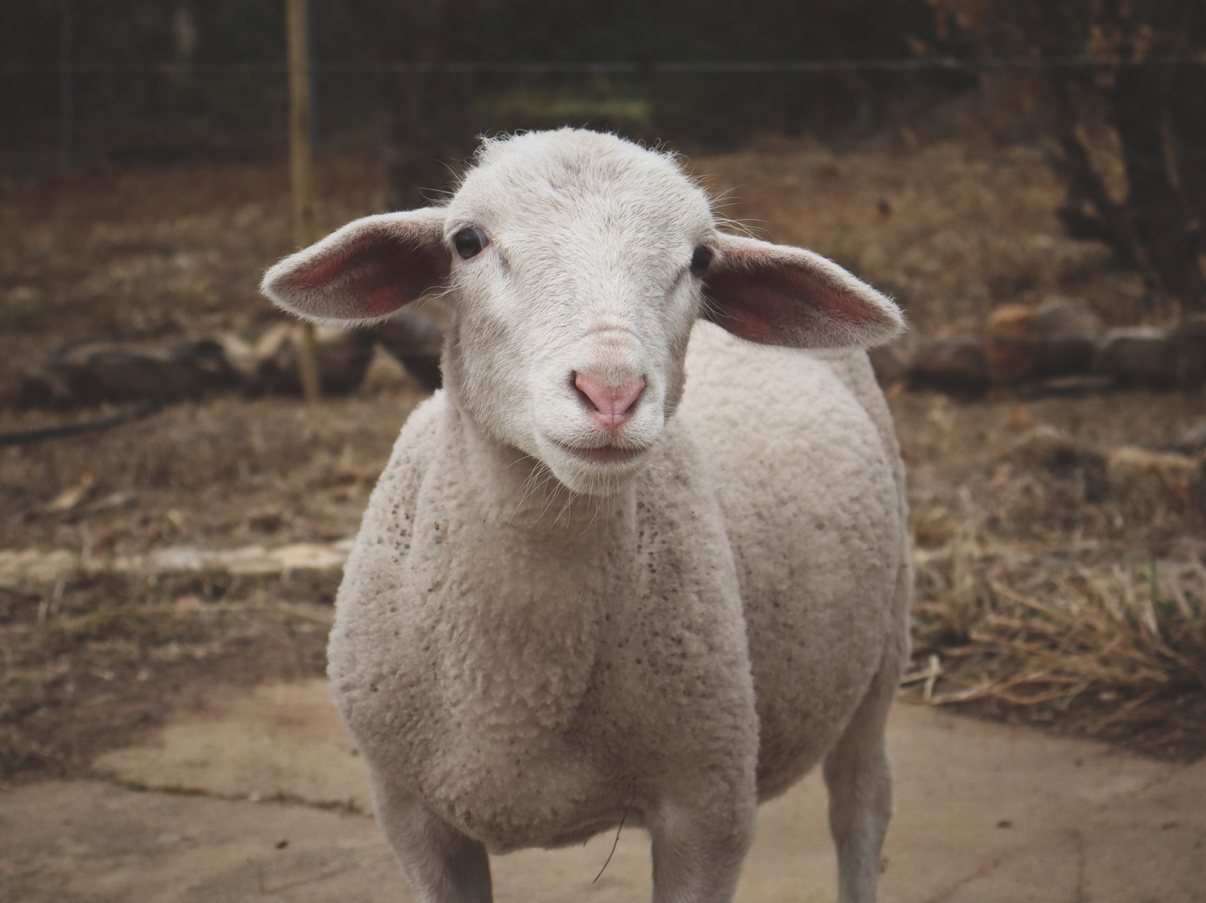 Healthcare and wellness consultation for a sheep
