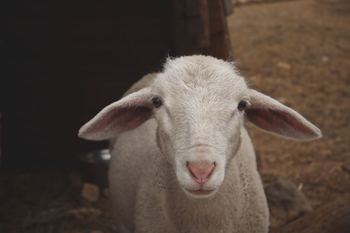 Anak kambing di ladang ternakan, syarat umur perlu dipenuhi untuk aqiqah